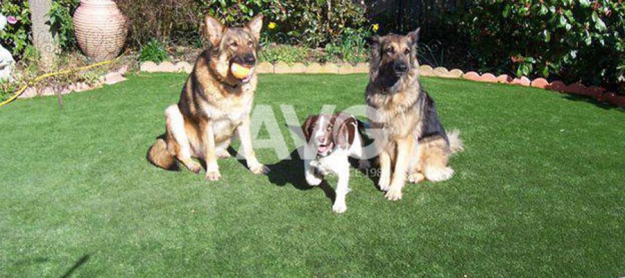 C? nhan t?o cho thú c?ng