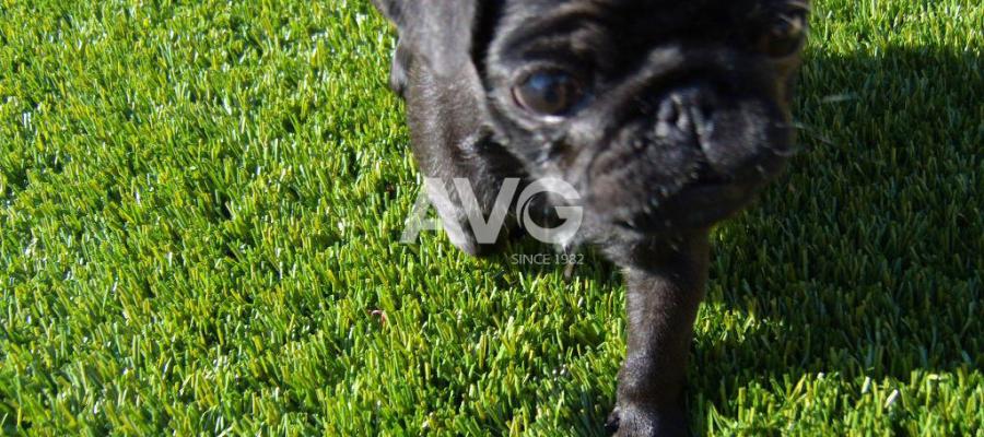 C? nhan t?o cho thú c?ng