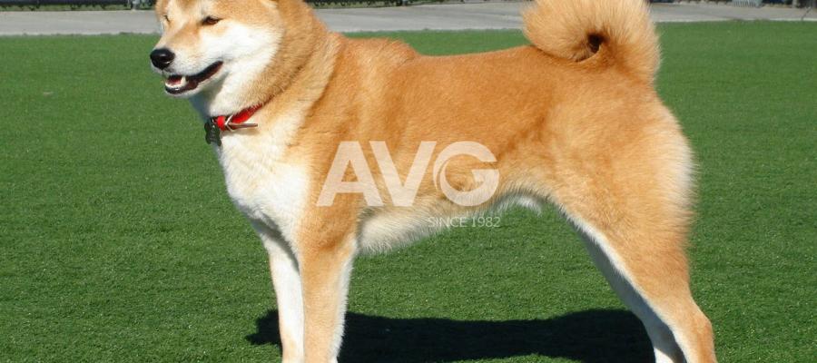 C? nhan t?o cho thú c?ng