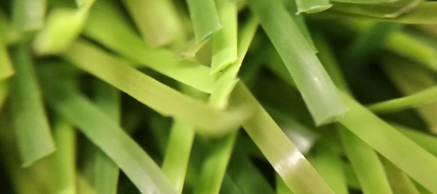 C?n c?nh m?t c? Diamond Trio 180