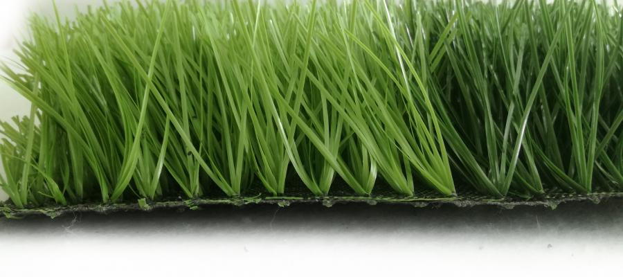 C? kim c??ng AVG 6600