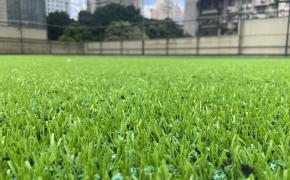 c? nhan t?o AVG, AVG Since 1982