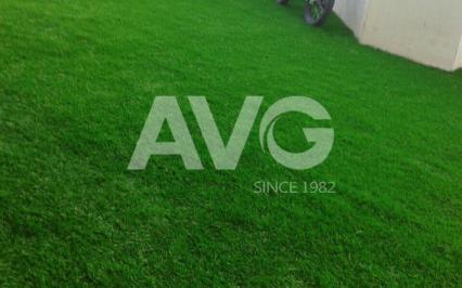 C? trang trí san v??n