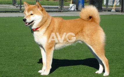 C? nhan t?o cho thú c?ng